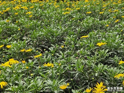 【醉春山】+春天散步