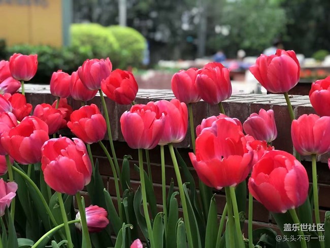 【春日影像詩】+浪漫郁金香