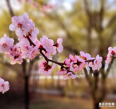 【醉春山】+東北的春天