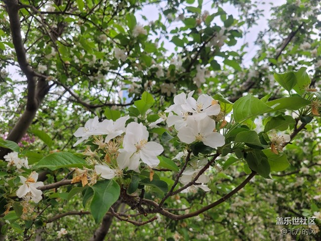 【春日影像詩】-----花開迷人眼