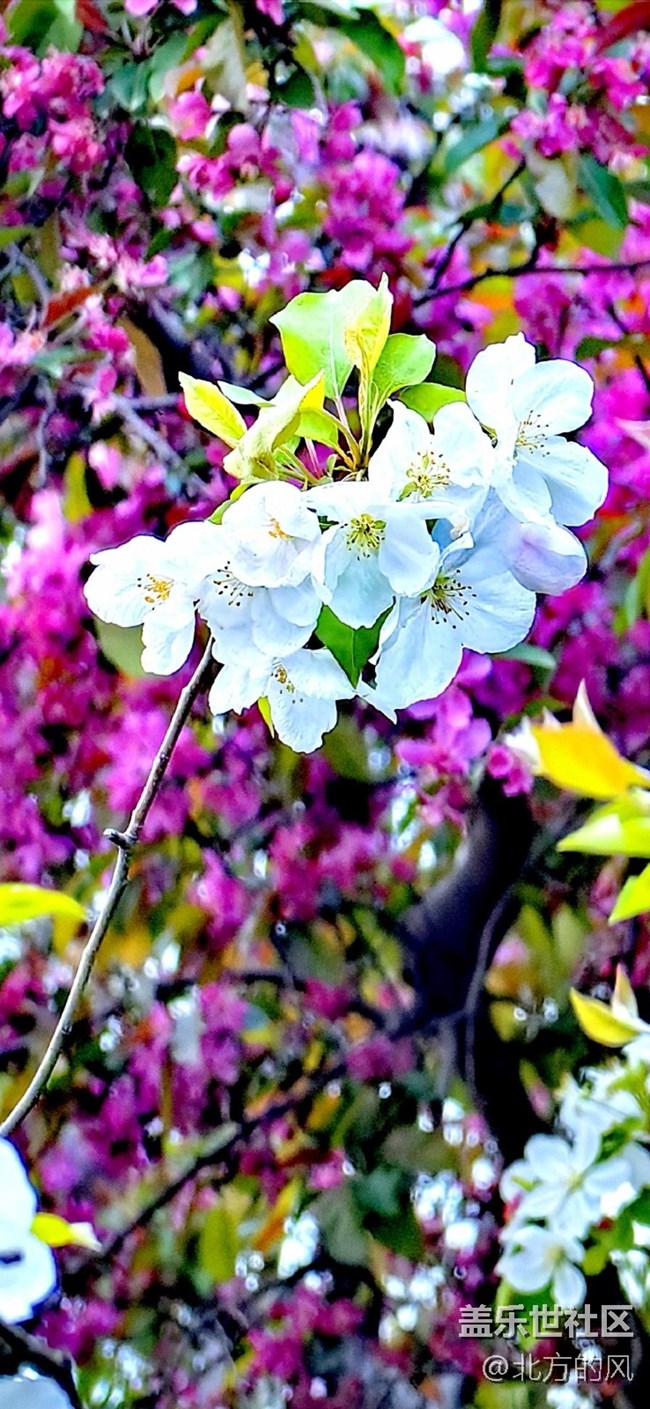 【春日影像诗】-----花开迷人眼