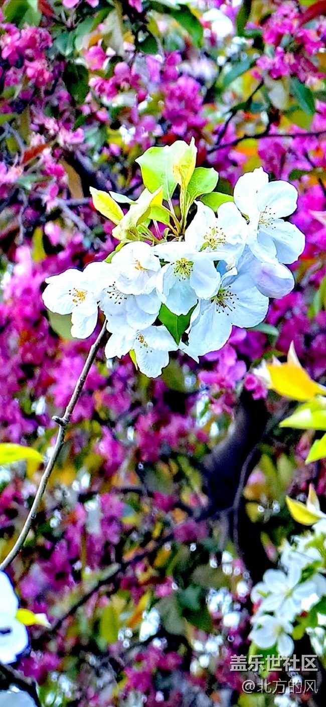 【春日影像詩】-----花開迷人眼