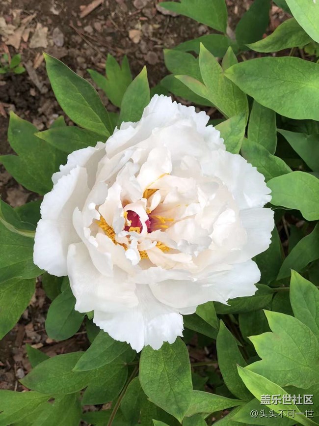 【春日影像詩】+浪漫郁金香