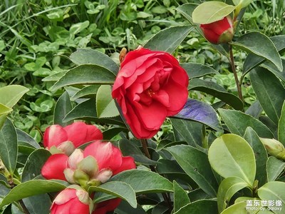 【醉春山】+春暖花開