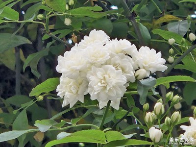 【醉春山】+美麗的山花