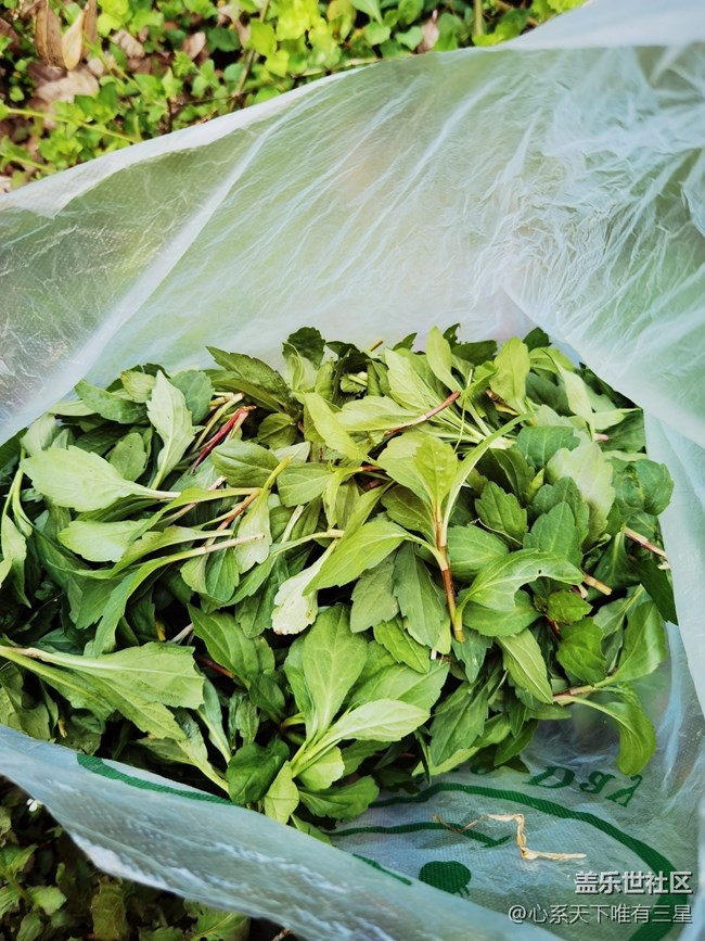 【尋找春天的味道】最好的春味在鄉(xiāng)下