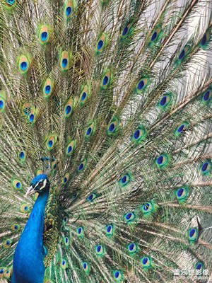 【鏡頭內(nèi)外】+ 東施效顰