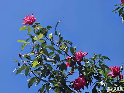 【醉春山】+暖陽高照