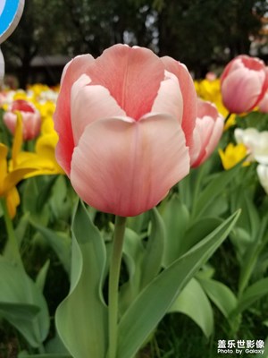 【鏡頭內(nèi)外】+?春天的花花