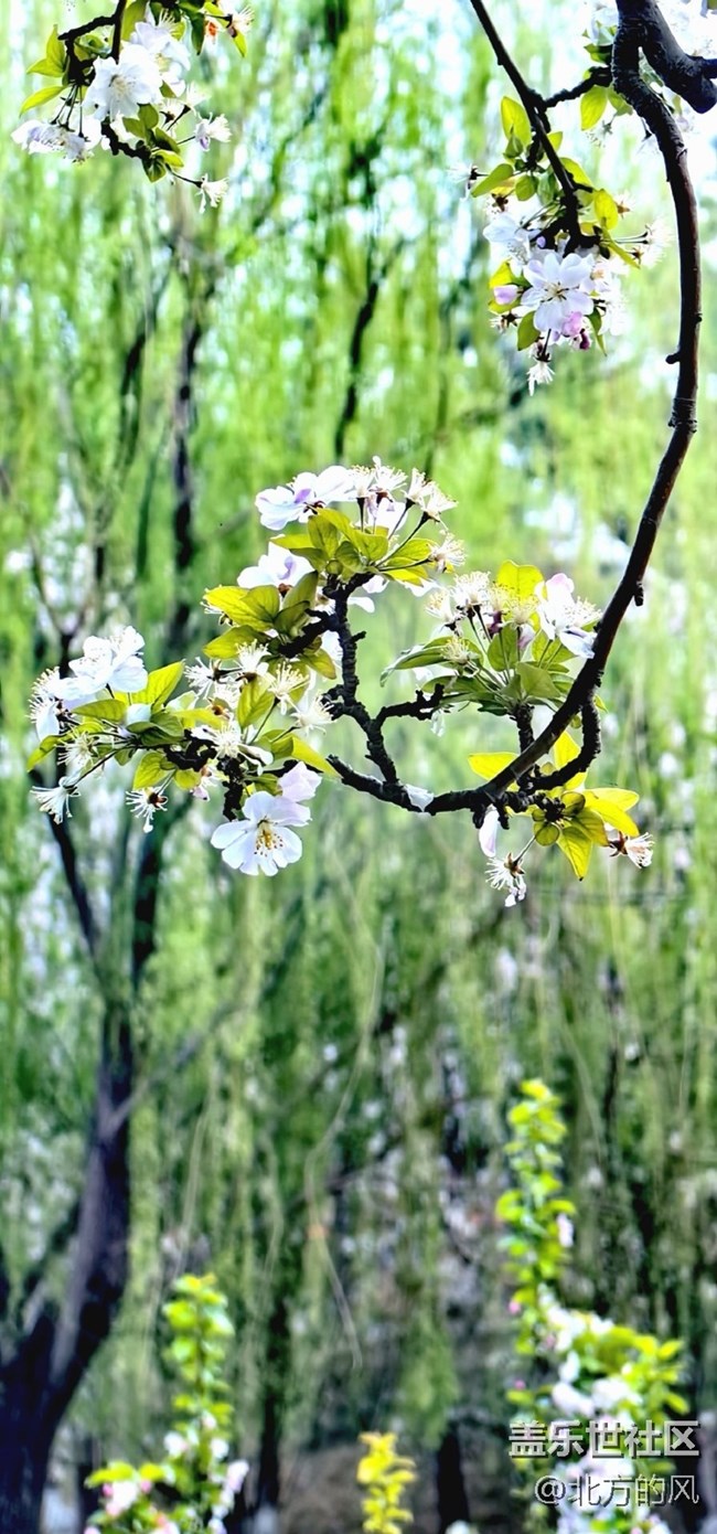 【春日影像詩】-----花開迷人眼