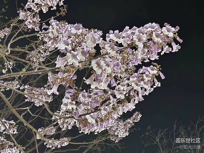 【春日影像诗】夜色阑珊海棠花