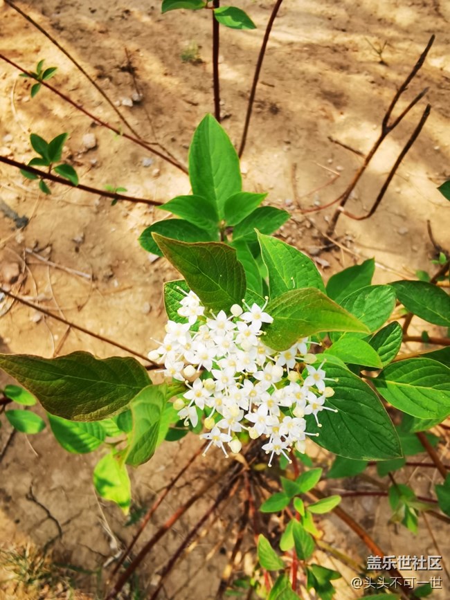 【春日影像詩】+春日美景欣賞