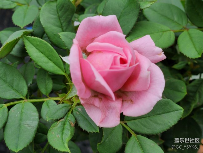 #花之语——蔷薇
