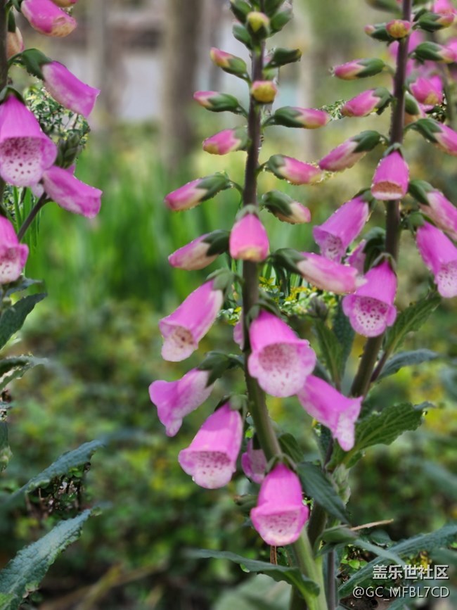 #花之語——小鈴鐺