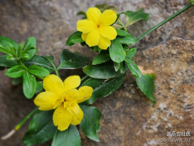 #花之語——迎春花