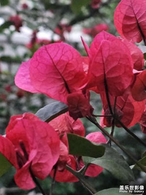 【鏡頭內(nèi)外】+ 隨拍也是景