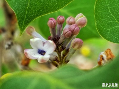 【鏡頭內(nèi)外】丁香花