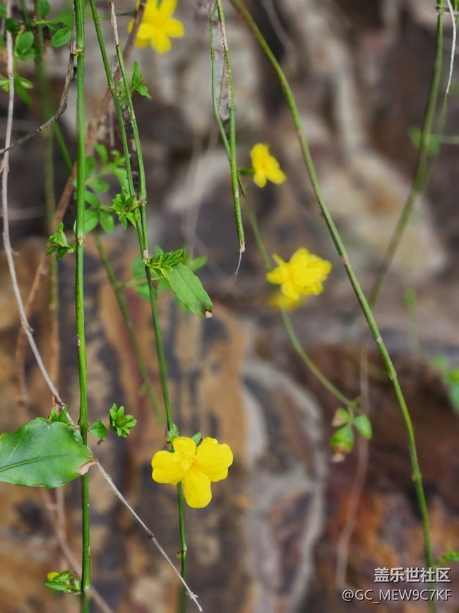 #花之語——迎春花