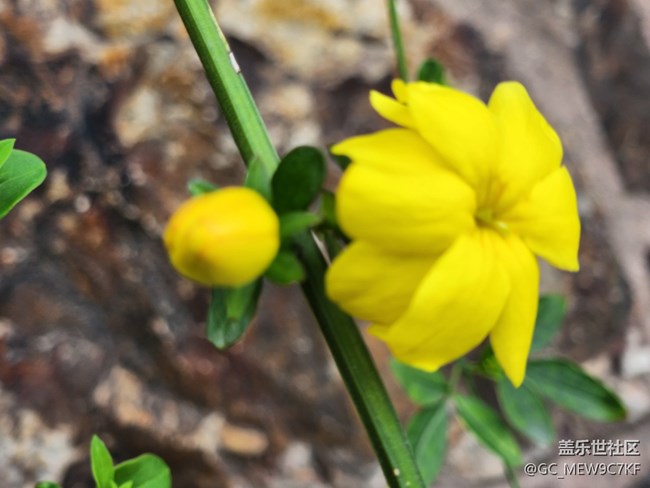 #花之語——迎春花