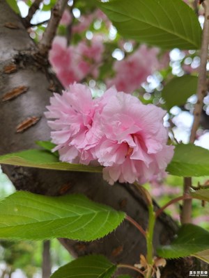 【鏡頭內(nèi)外】櫻花盛開