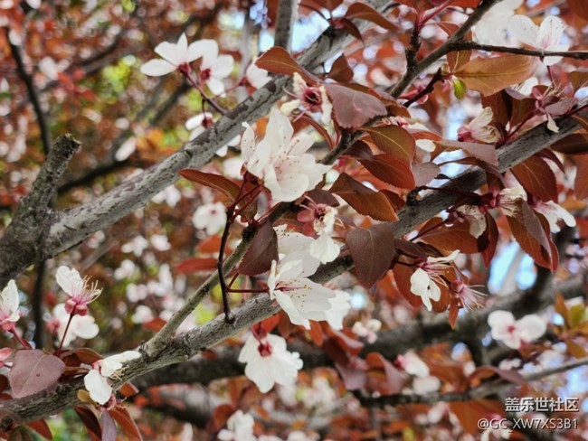 #花之語——春天的氣息