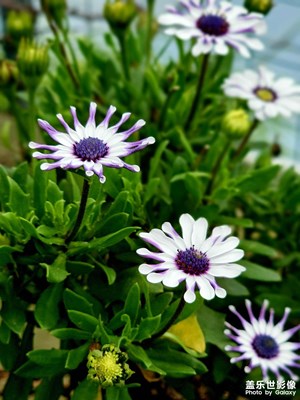 【鏡頭內(nèi)外】花開半夏