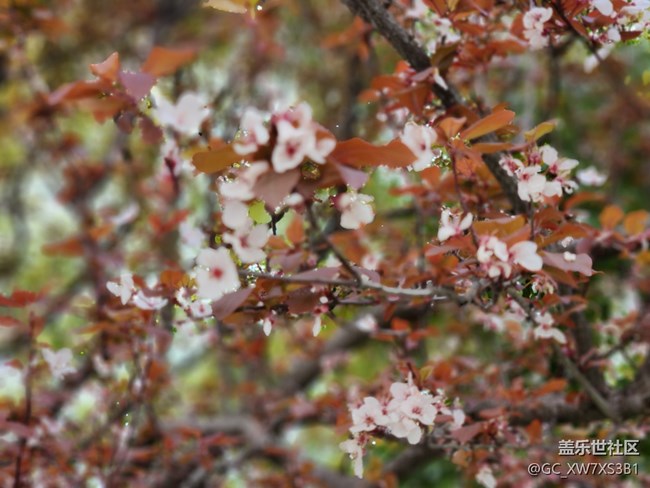 #花之語——春天的氣息