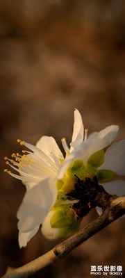【鏡頭內外】+美麗花朵