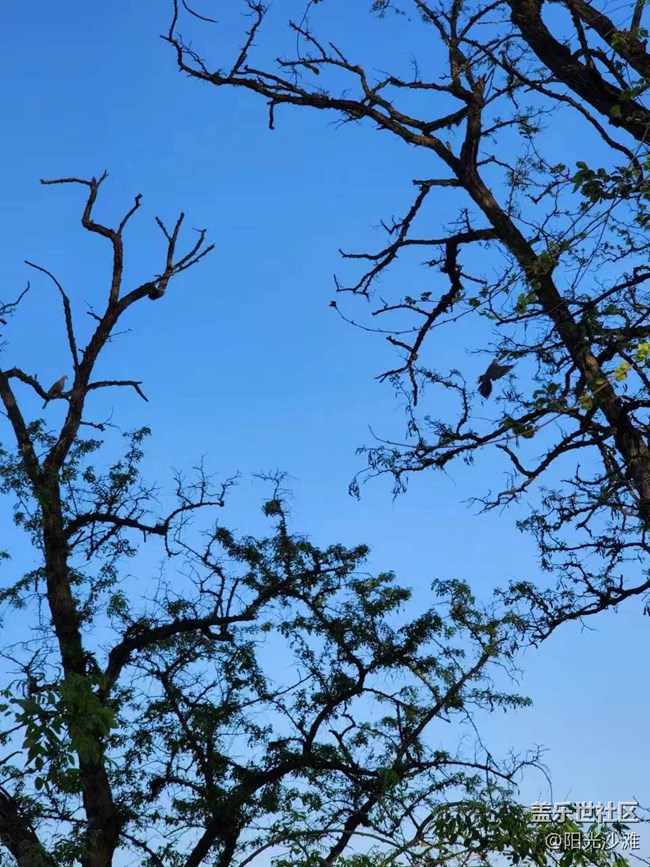 【春日影像诗】树上的鸟儿成双对