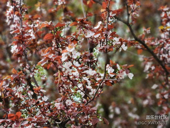 #花之語——春天的氣息