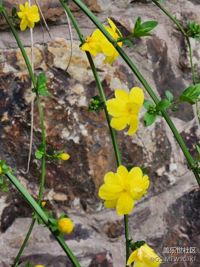 #花之語——迎春花