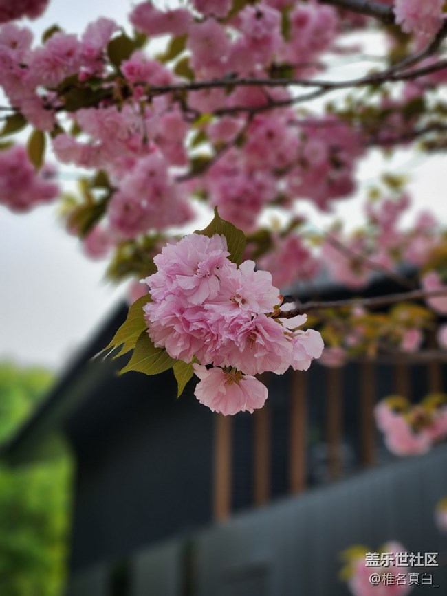 【小雁塔攝影活動(dòng)】春暖花開