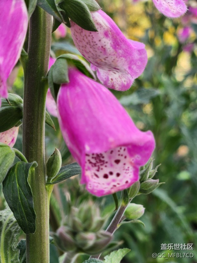 #花之語——小鈴鐺