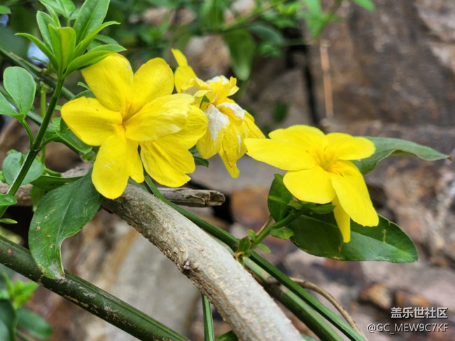 #花之語——迎春花