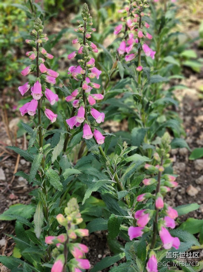 #花之語——小鈴鐺