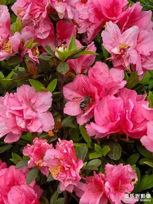 【鏡頭內外】+花草樹木