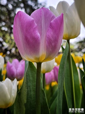 【鏡頭內(nèi)外】+郁金香