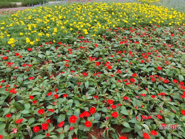 【菜花香】花開滿園