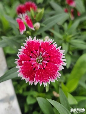 【鏡頭內(nèi)外】花開正好