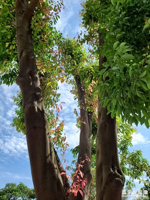 【鏡頭內(nèi)外】+風光無限好