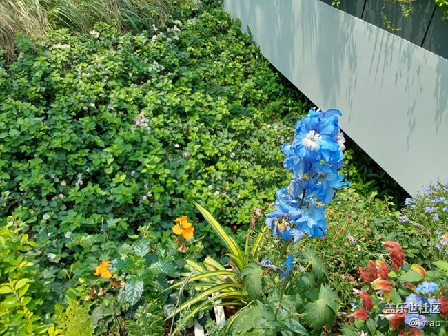 【菜花香】花開滿園