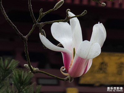 galaxyS23Ultra  禪寺玉蘭(一)