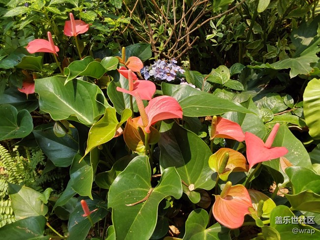 【菜花香】花開滿園