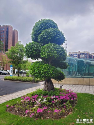 【生活的寫意】樹與花