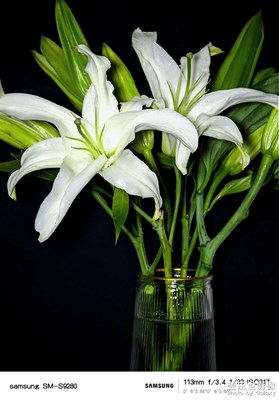 百合花開香滿屋