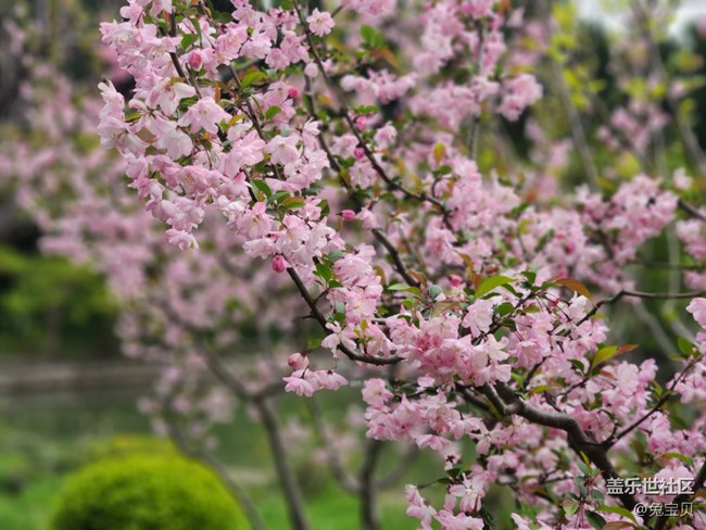 #花之語(yǔ)——垂絲海棠