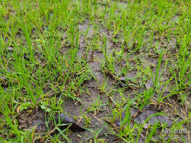 【春雨細(xì)潤】雨后植物