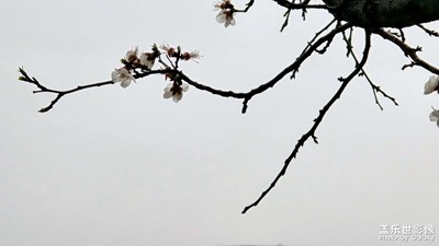 【生活的寫意】+十里杏花