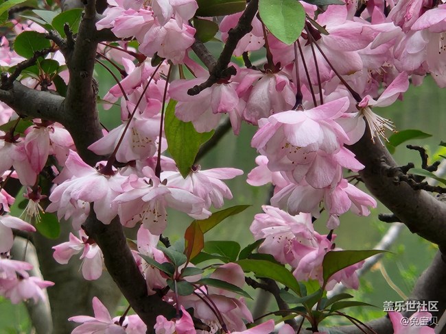 #花之語(yǔ)——垂絲海棠