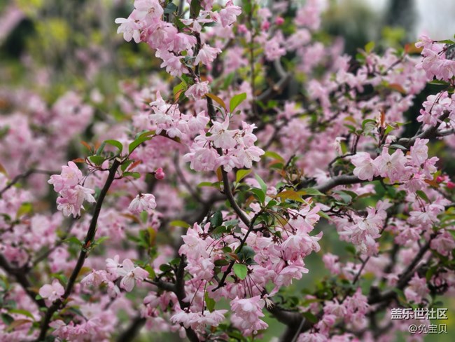 #花之語(yǔ)——垂絲海棠